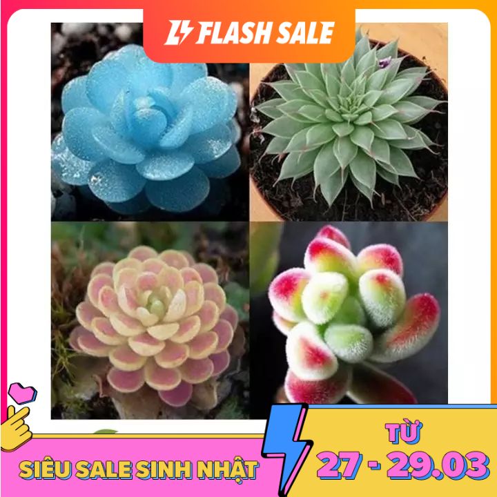 MJ68 Hạt giống Sen đá Kim Cương (20 hạt)