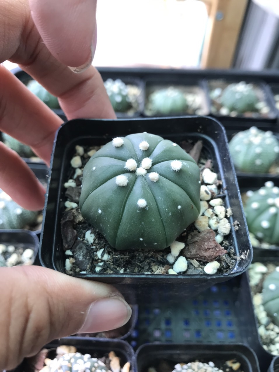 Xương rồng Aster 3-4 cm. size chậu 5cm. Ảnh thật tại vườn.