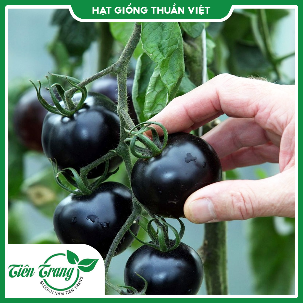 Hạt giống cà chua đen tn
