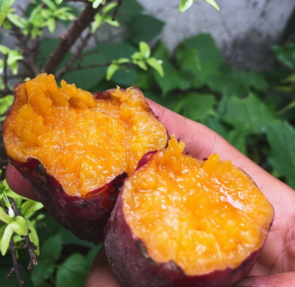 3kg khoai lang mật từ 6-8 củ 1kg tà nung đà lạt