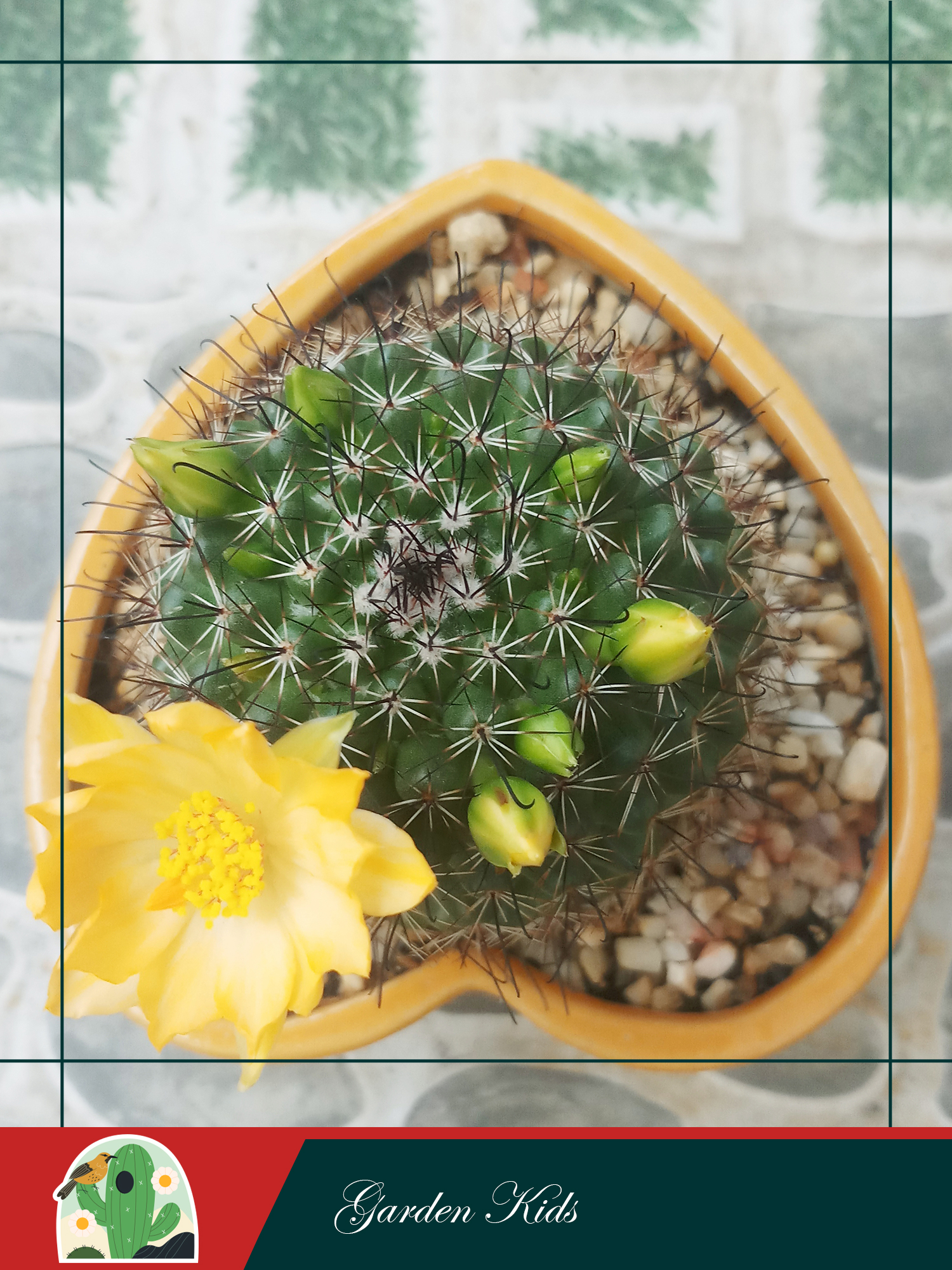 Xương rồng móc câu hoa vàng (Mammillaria Beneckei)