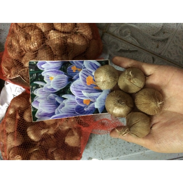 Combo 5 củ nghệ Tây, 5 củ lan nam phi