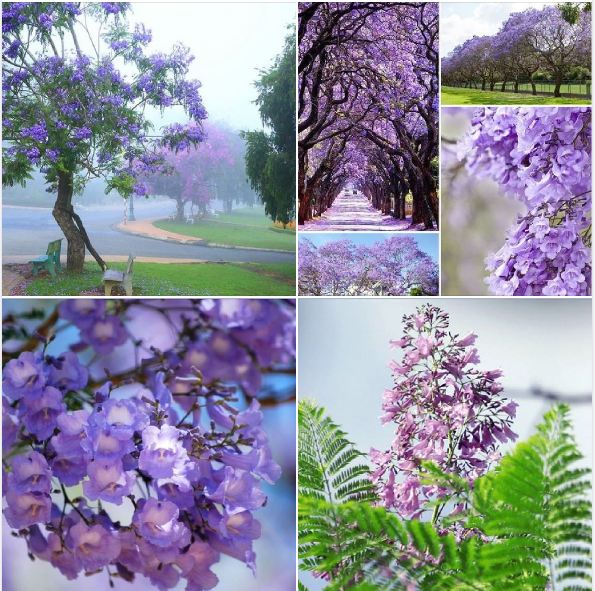 "Gói 5 Hạt " Hạt giống hoa phượng vĩ tím