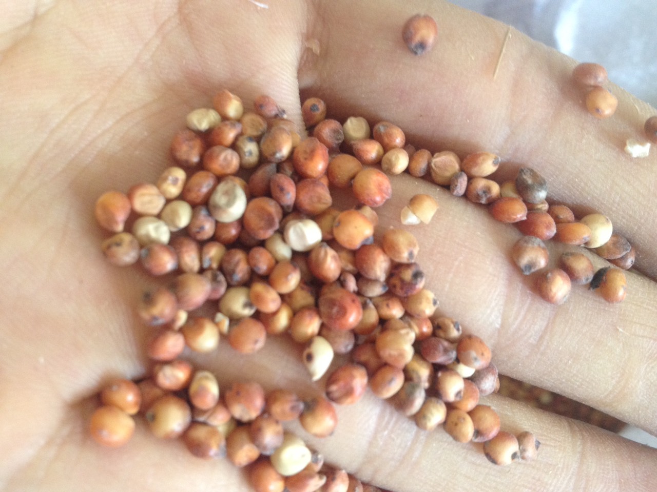 hạt bobo ý dĩ đỏ nguyên hạt 1kg - dùng cho chim cu gáy