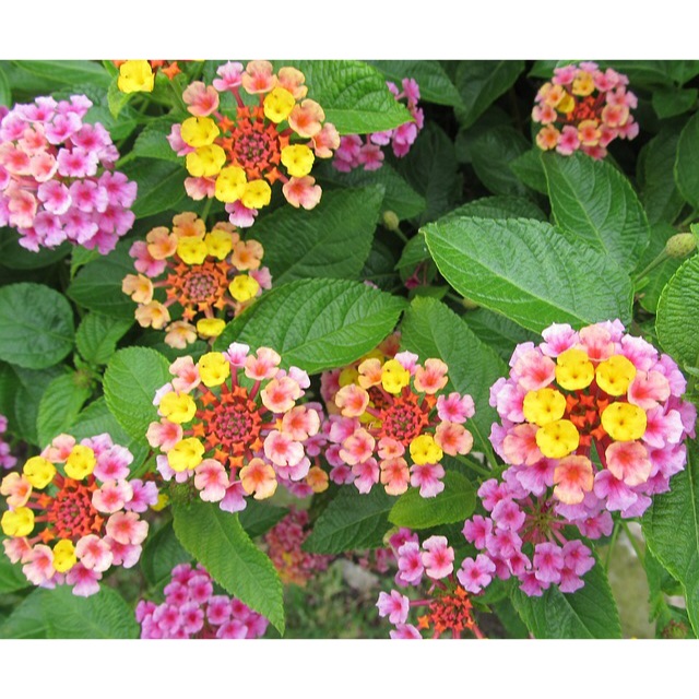 HẠT GIỐNG HOA NGŨ SẮC MIX