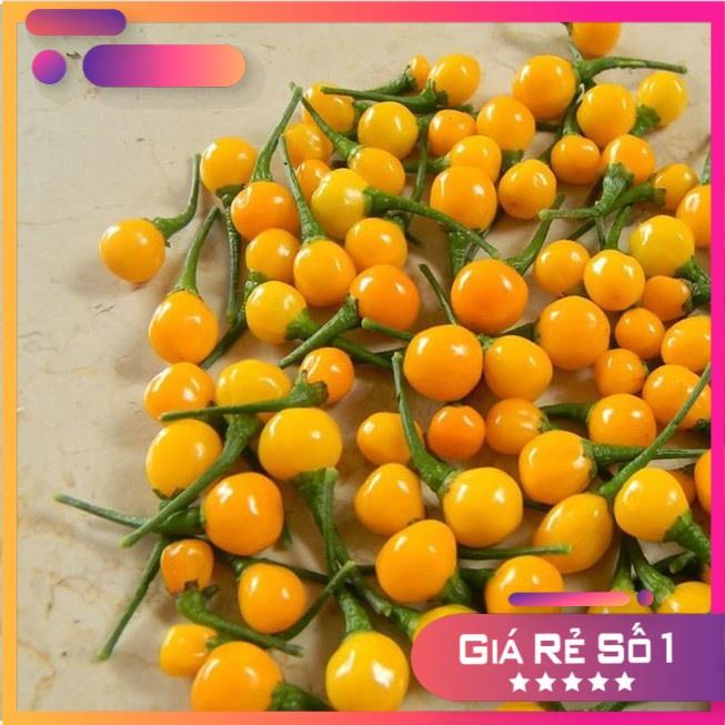 15 Hạt giống ớt Charapita - Peru đắt nhất thế giới F1