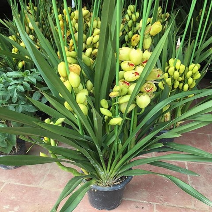 COMBO 3 CỦ GIỐNG HOA ĐỊA LAN SATO ĐỦ MÀU