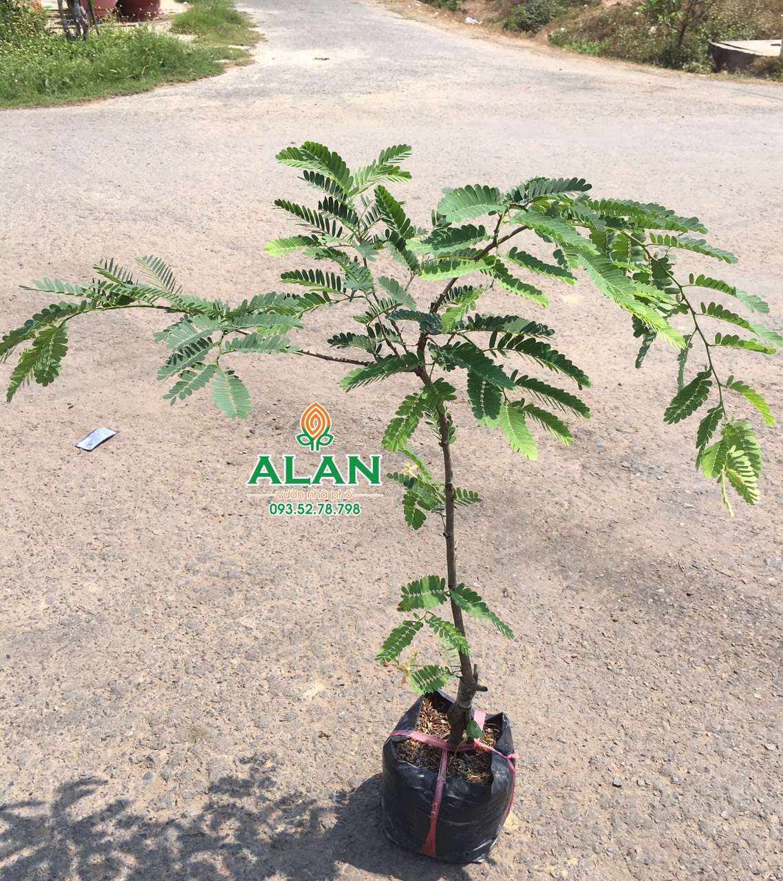 Cây me ngọt thái lan