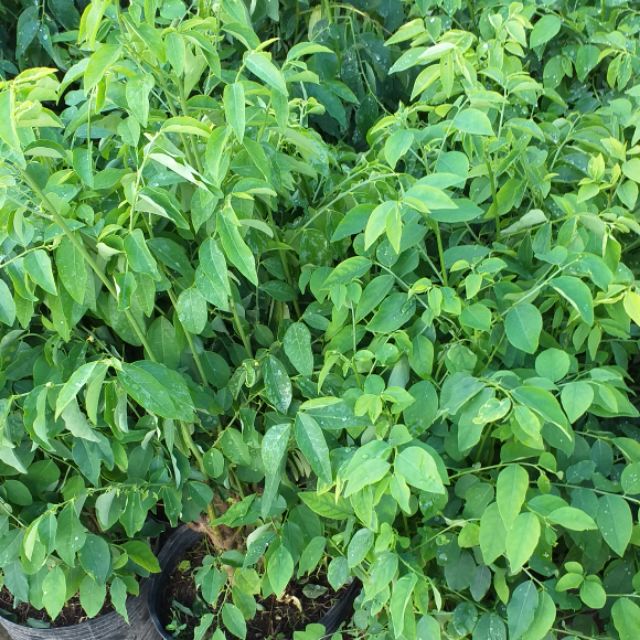 Hạt giống rau bồ ngót - rau bột ngọt VTS35 | Vạn Tín Store