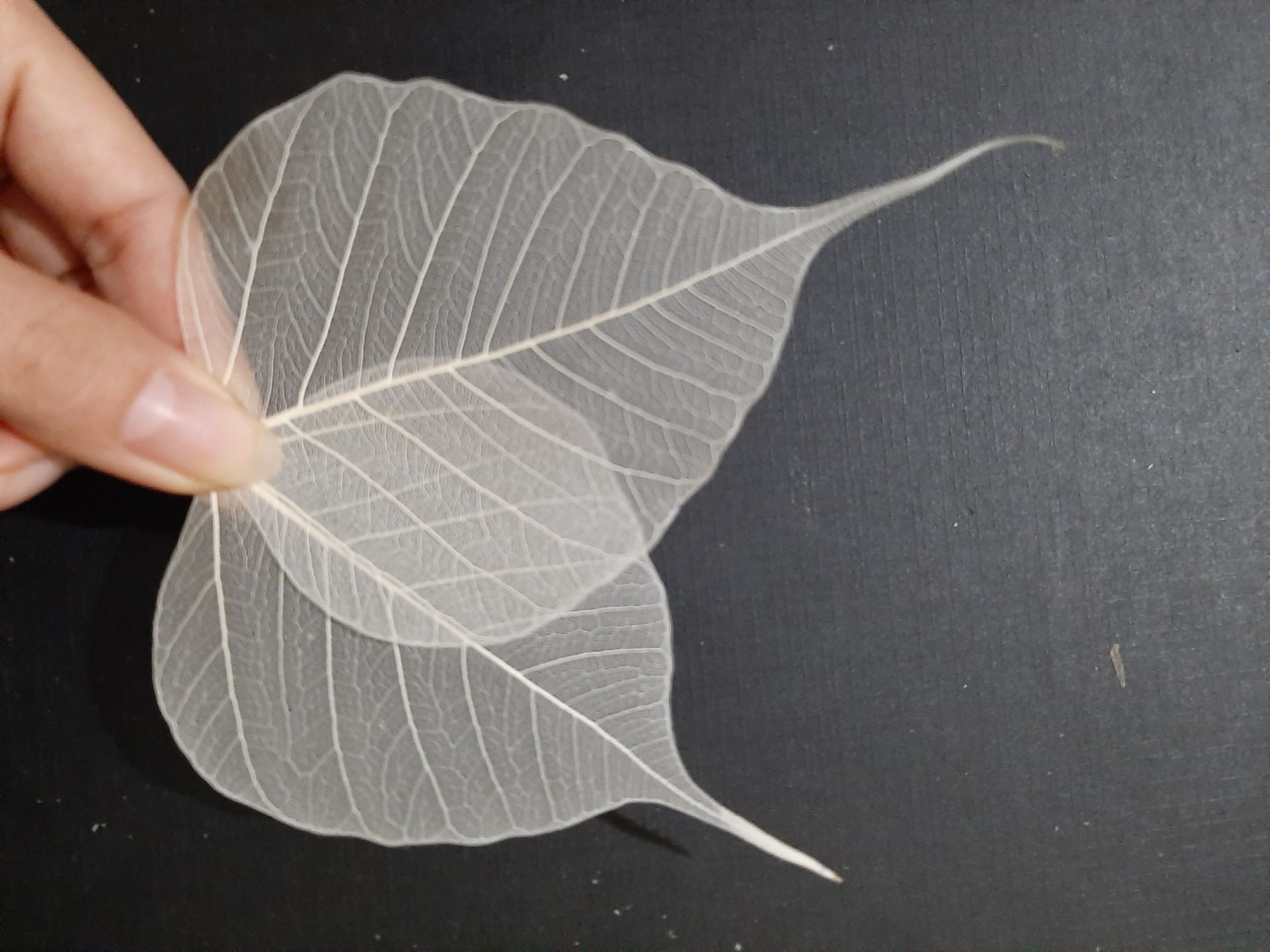 Set 200 xương lá bồ đề size vừa ốp điện thoại