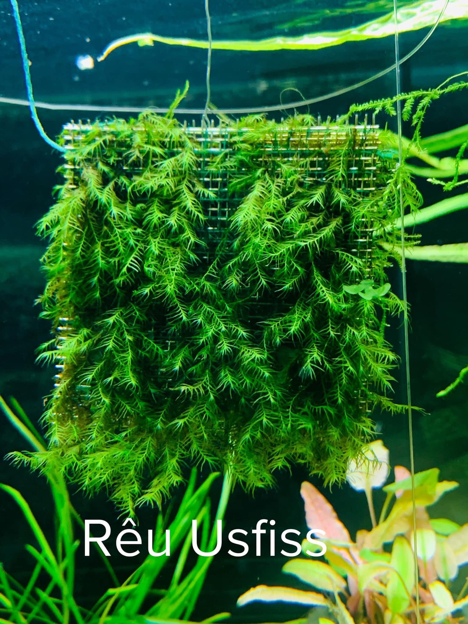 Rêu usfiss - cầu rêu us fiss - phoenix moss tuyệt đẹp - vỉ 9x9cm - môc thuỷ sinh thủ đức