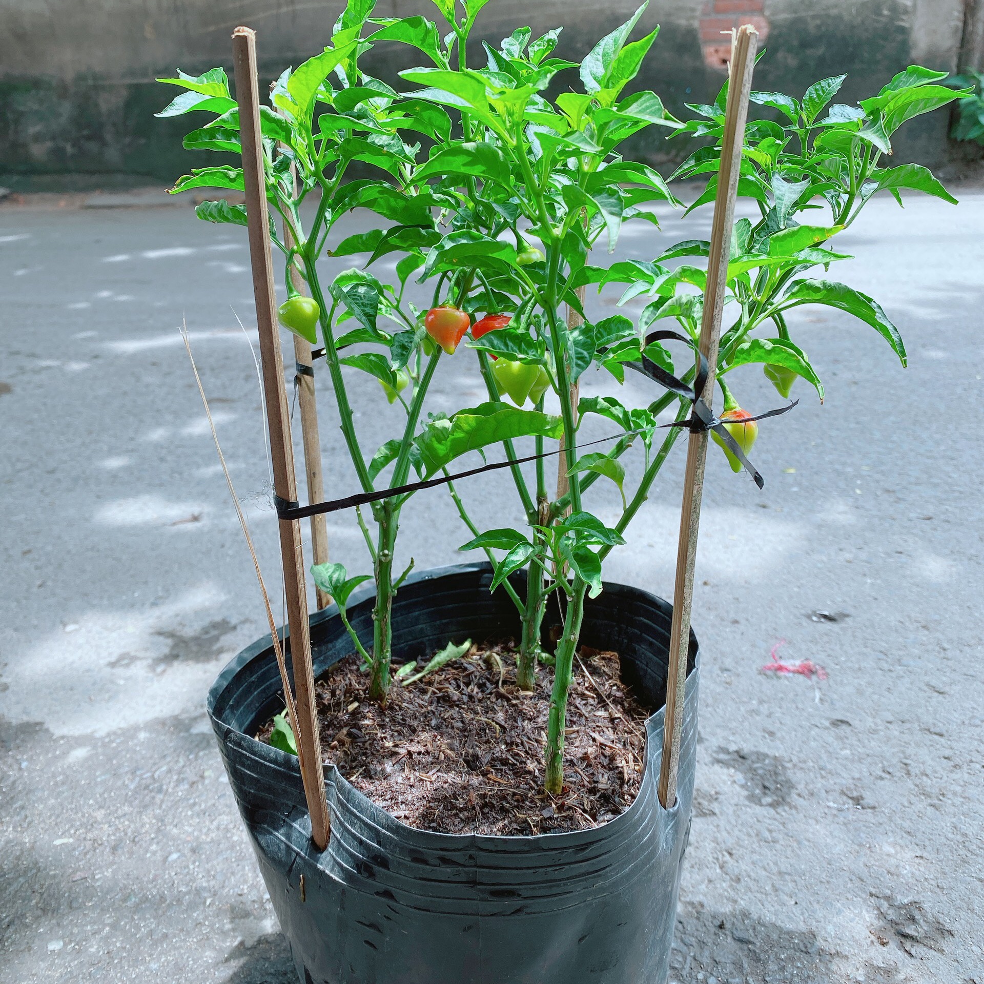 Bụi Ớt Kiểng Trái Tim