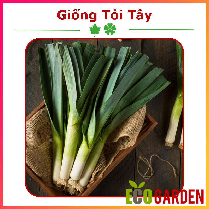 Hạt giống tỏi tây hành baro