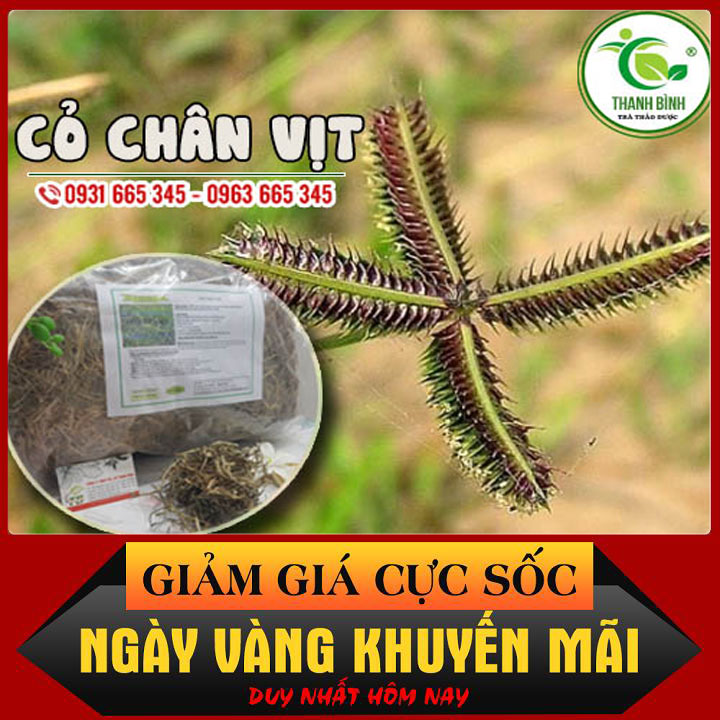 Cỏ Chân Vịt Khô 100G Hàng Cty - Thảo Dược Thanh Bình