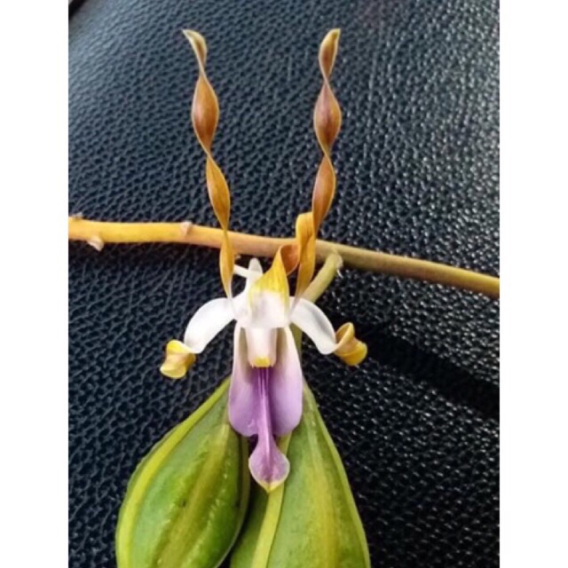 Hoa lan dendro nắng sing gieo hạt, hoa xổ - 1 chậu (đang hoa/đứng lá)