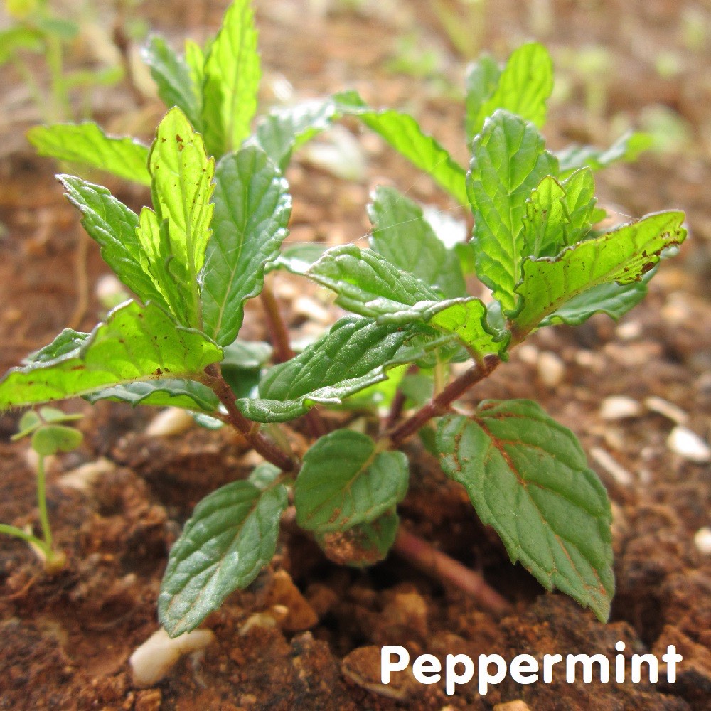 Tinh dầu Bạc hà cay Peppermint Essential Oil