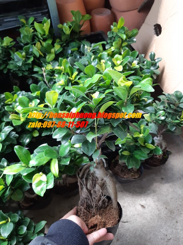 cây si nhật bonsai