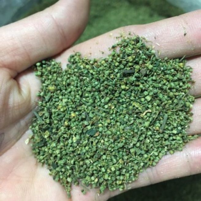 Sỉ toàn quốc 2kg nụ non tam thất bao tử