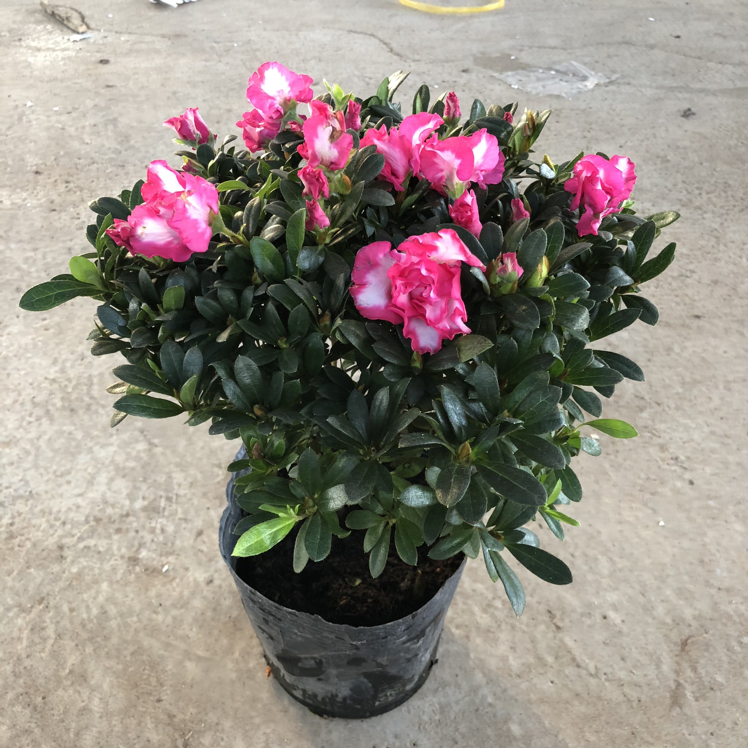 Cây đỗ quyên song hỷ siêu hoa, Chiều cao 25cm tán tròn nhiều nụ hoa hồng trắng bắt mắt thích hợp trang trí cửa nhà