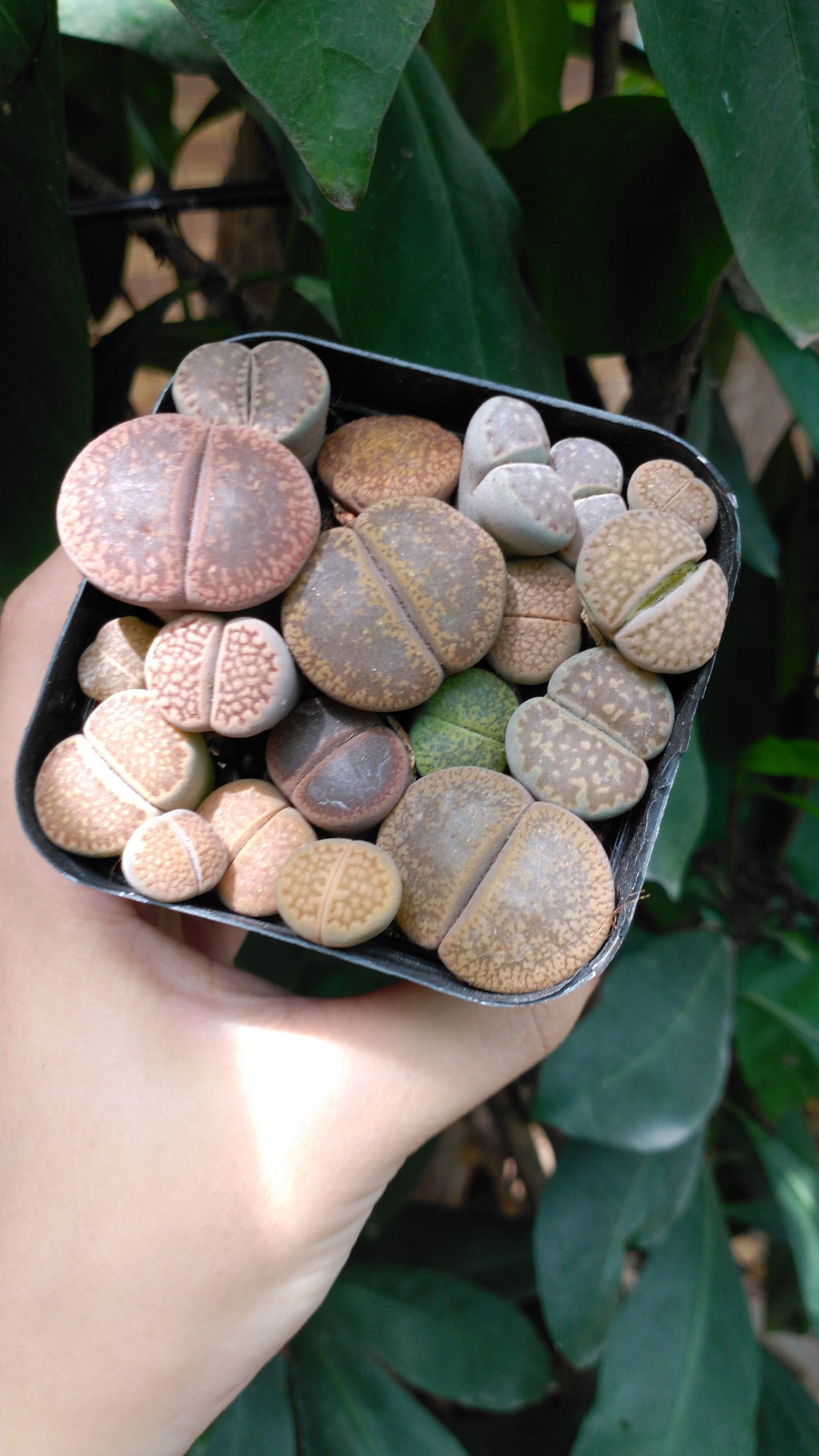 Chậu sen mông/lithops mix size và màu