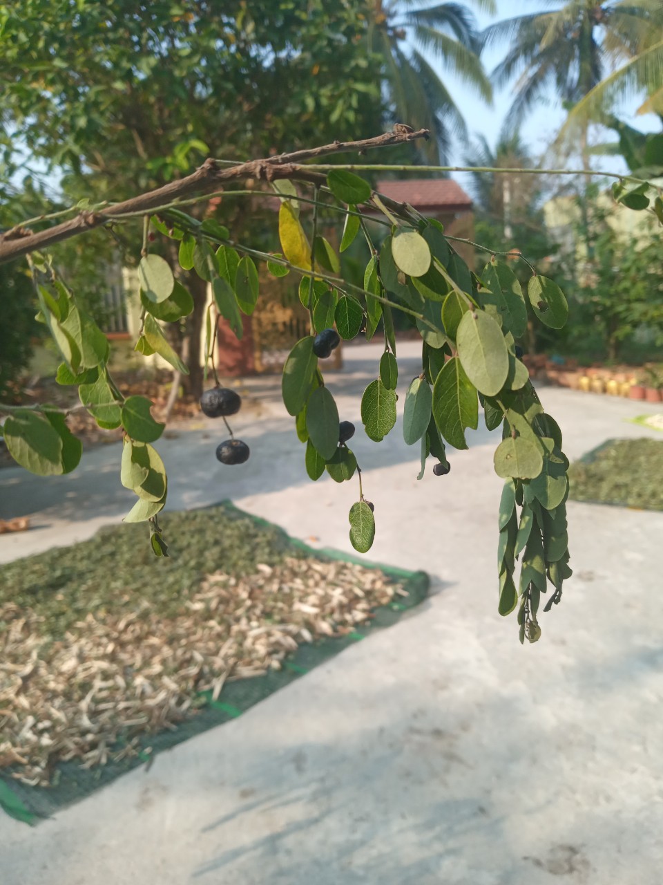 500g Cây Phèn Đen phơi khô dùng làm dược liệu