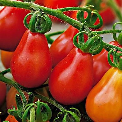 Hạt giống Cà Chua Trái Lê đỏ/ vàng, đóng gói 0,1gr