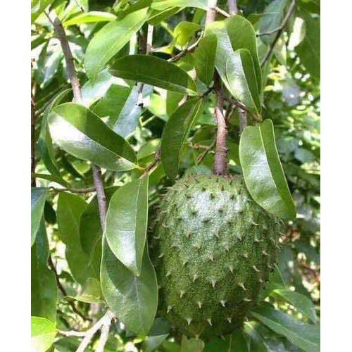 ( Cây ăn quả) Mẵng cầu gai giống cây+ tặng ( 0,5kg) phân thỏ hữu cơ