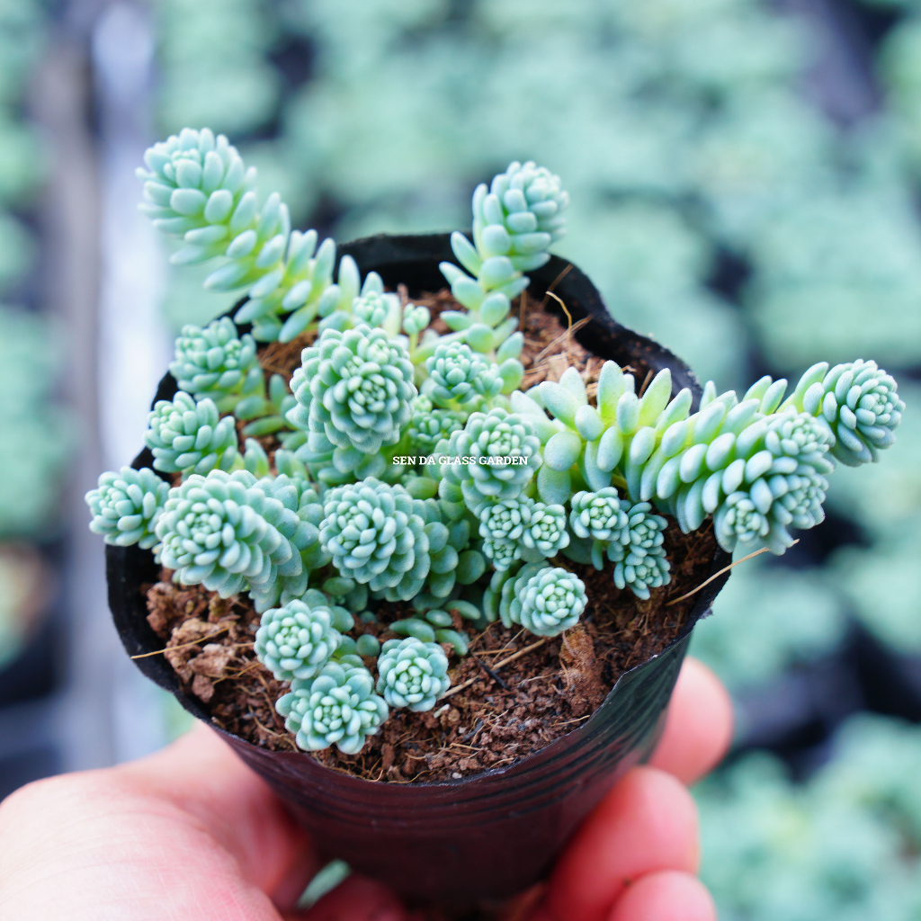 Sen đá sedum hoa hồng pháp glass garden bầu nhỏ 6cm, sen đá đà lạt