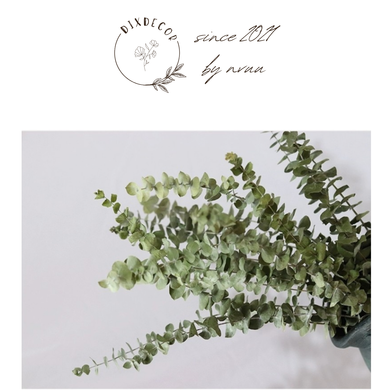 Bạch Đàn Lá Tròn Khô - Khuynh Điệp Khô Trang Trí - Lá Táo Eucalyptus - Phụ Kiện Hoa Khô - Trang Trí Phòng Ngủ