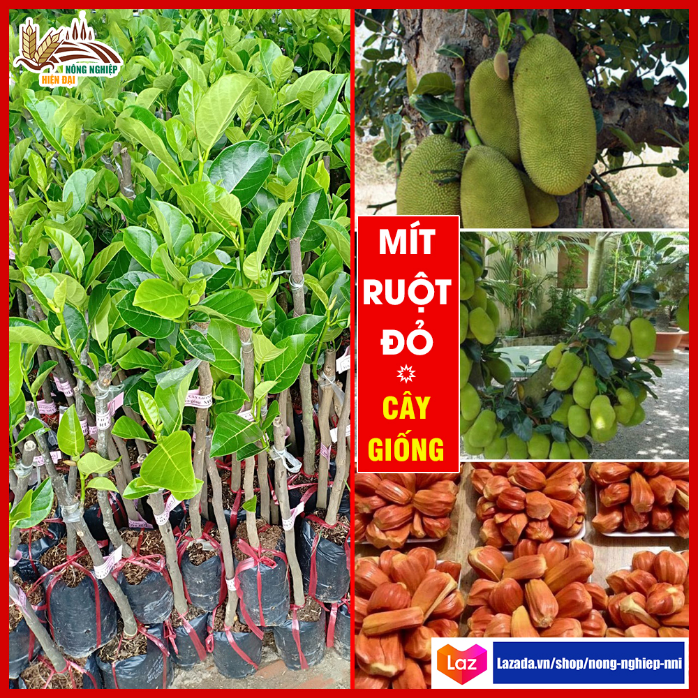 Cây giống mít ruột đỏ khỏe sinh trưởng nhanh có thu hoạch sớm chỉ sau 18 tháng ruột thơm vị ngon
