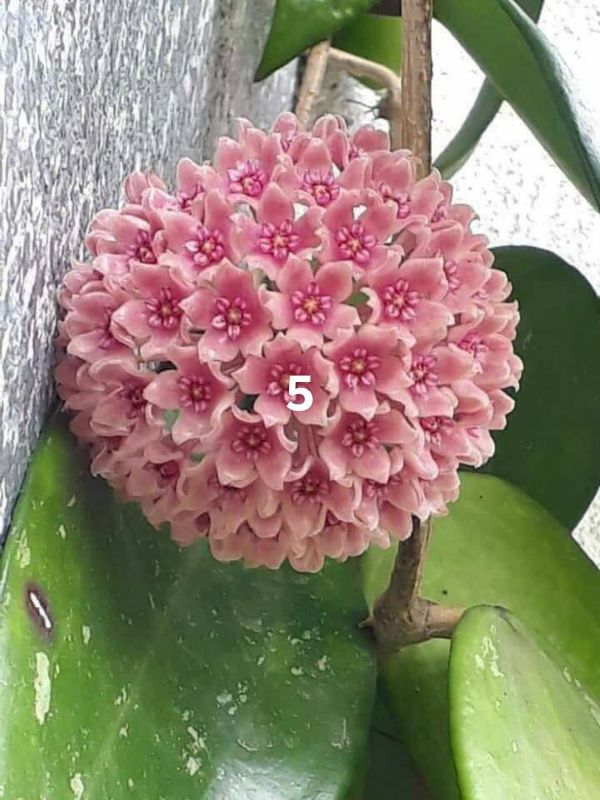 Cây giống lan cẩm cù