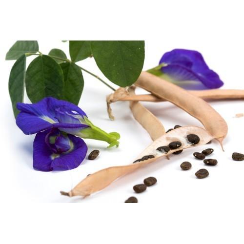 Hạt giống hoa đậu biếc - gói 50 hạt