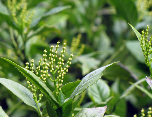 FREESHIP TỪ 50K - Cây hoa sói pha trà thơm lừng chuẩn giống