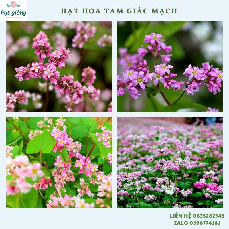 Hạt giống hoa tam giác mạch (túi 200 hạt)  - đã mix sẵn nhiều màu