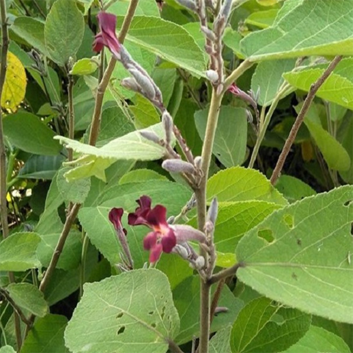 cây an xoa khô 1kg