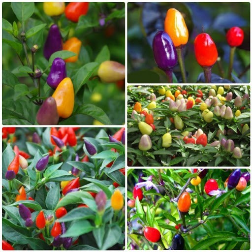 CHẬU CÂY GIỐNG ỚT NGŨ SẮC CHO QUẢ SIÊU ĐẸP, VỪA ĂN ĐƯỢC VỪA DÙNG ĐỂ TRANG TRÍ