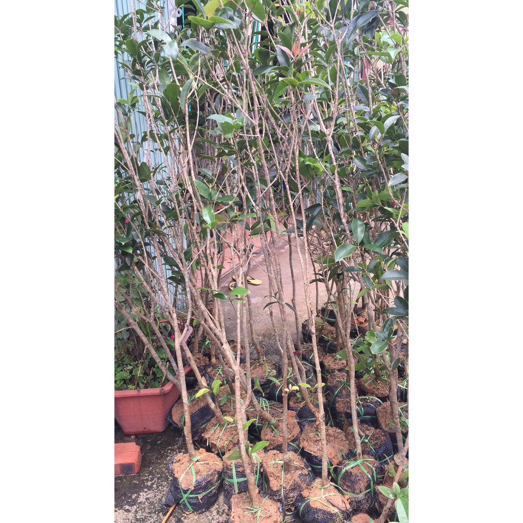 Cây Hoa Mộc Hương Hoa Vàng Cao 1M2