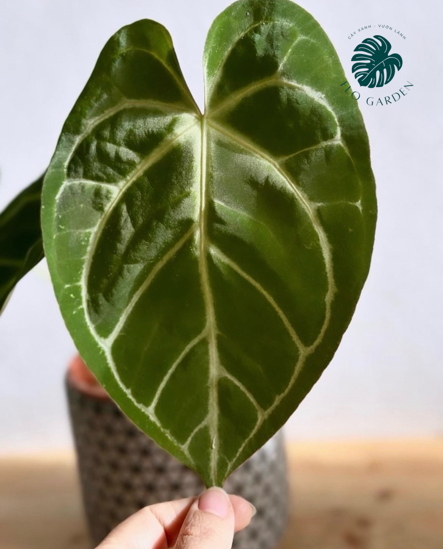 Cây Hồng Môn Anthurium Crystallium