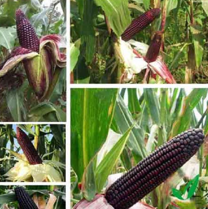 COMBO 5 gói hạt giống ngô tím ngọt F1- ( loại 30 hạt/gói )