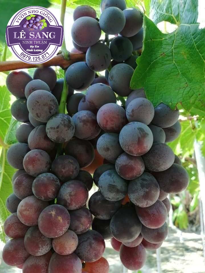 Cây Nho Giống. Nho Kẹo NH01-126. (Có video hướng dẫn thêm trong quá trình trồng )