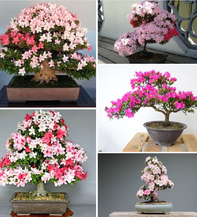 Hạt giống hoa đỗ quyên Mix nhiều màu - Gói 30 Hạt