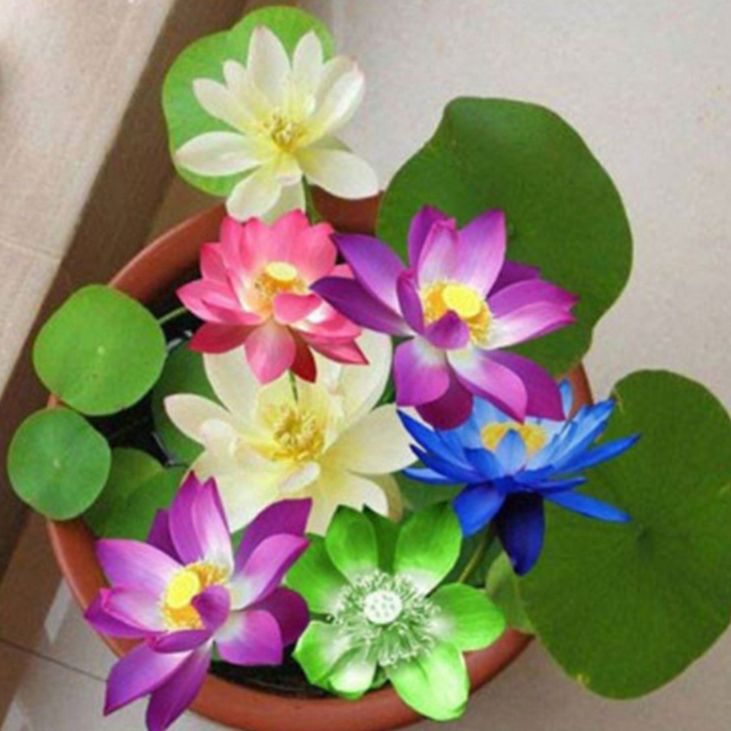 10 hạt giống hoa sen nhật mini đủ màu