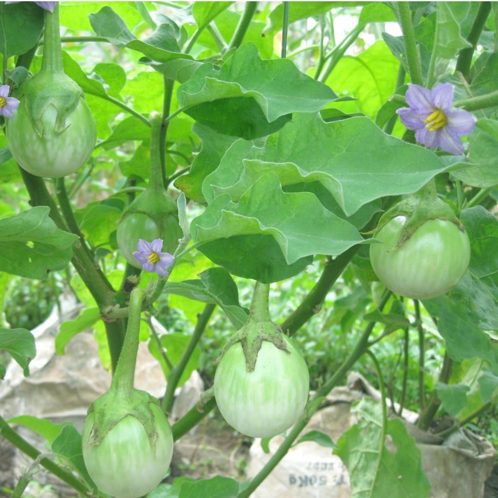 Gói 50 hạt giống cà pháo xanh