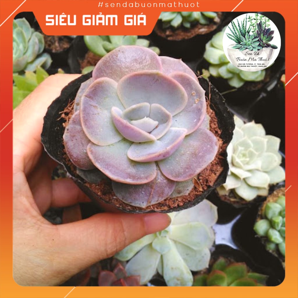 Sen đá lola tím ❤️❤️ - sen đá buôn ma thuột - bmt garden☀️ lỗi 1 đổi 1☀️