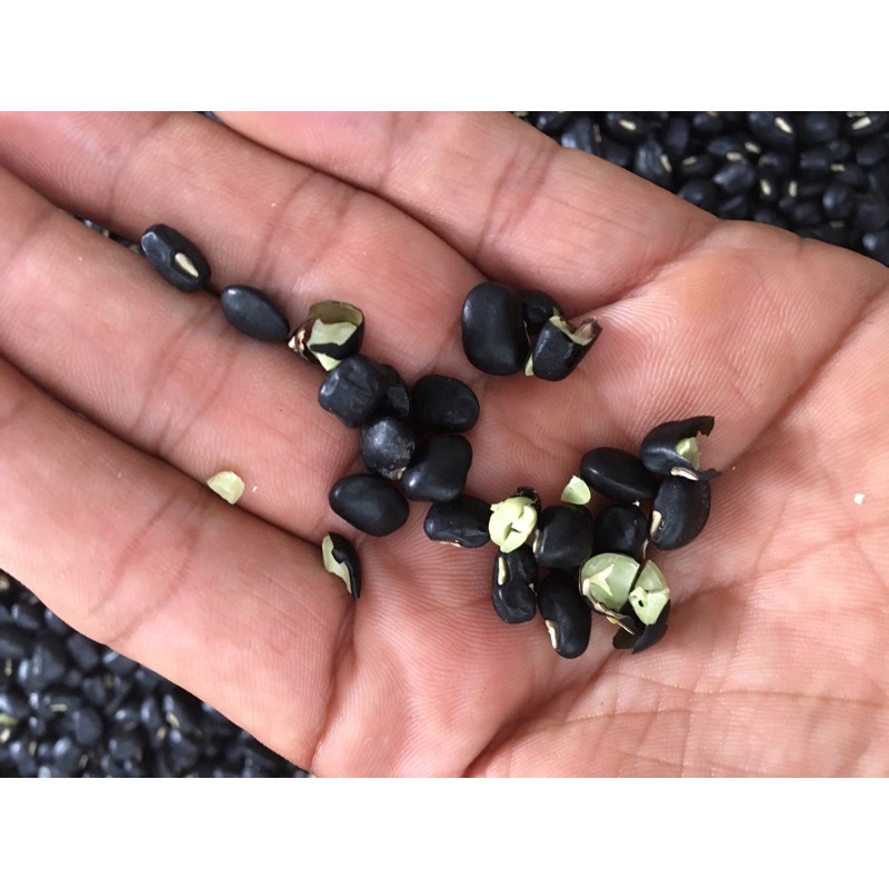 Đậu đen xanh lòng hạt nhỏ / đỗ đen xanh lòng hạt nhỏ 1kg giá rẻ / đỗ đen