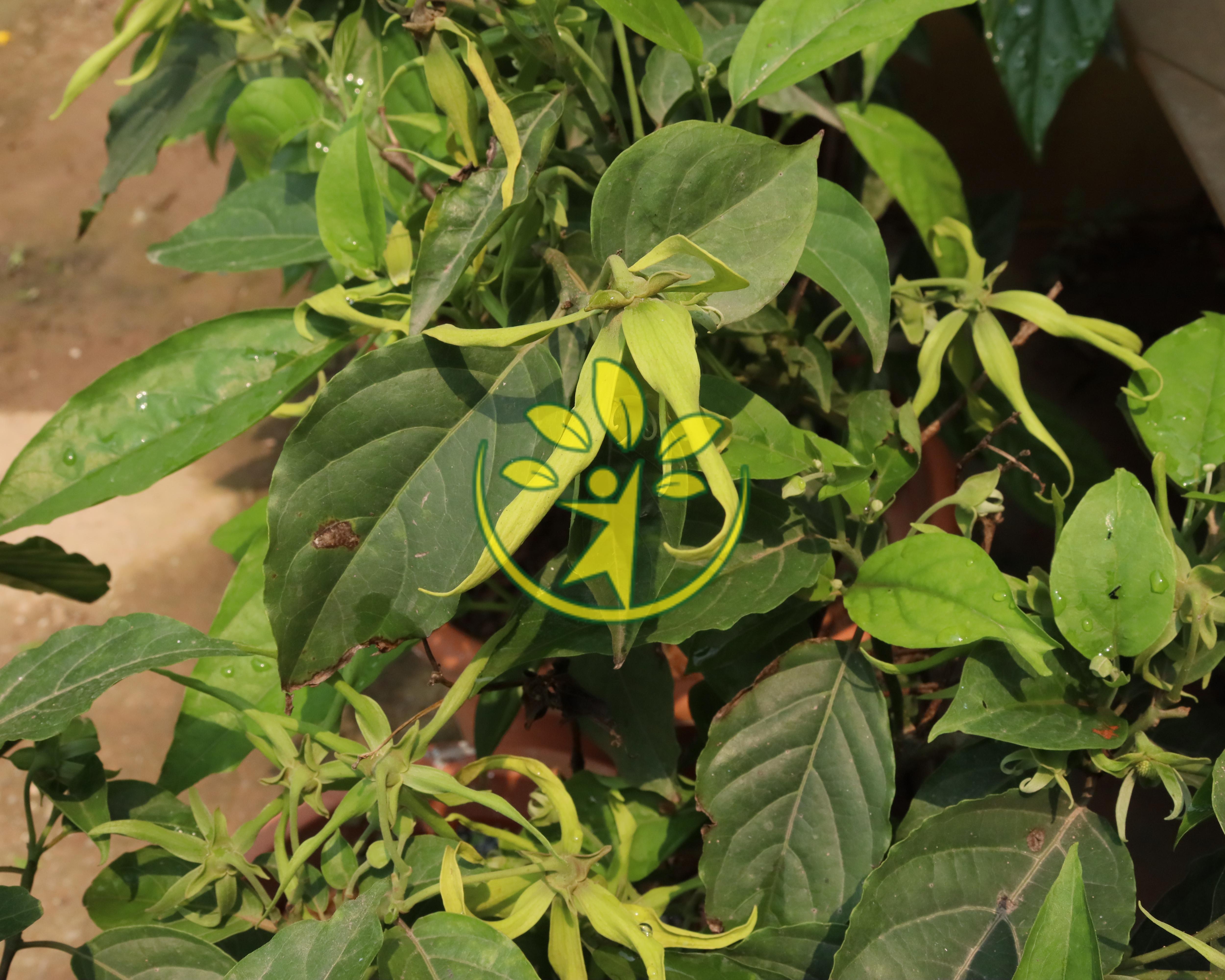 Chậu cảnh hoa hoàng lan (công chúa) uy tín cao 50 - 70 cm - Gửi cây đã ra nụ