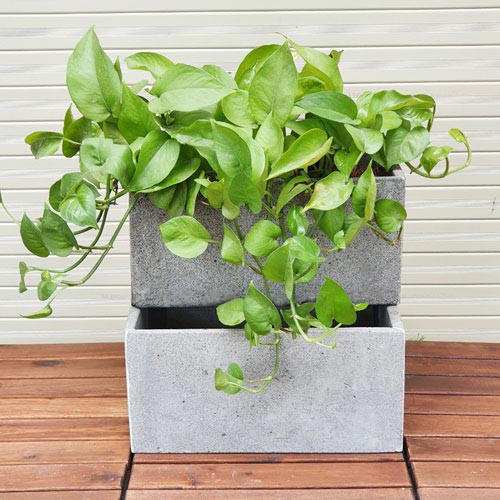 Combo 2 chậu trồng cây hình chữ nhật Kiên Linh D30x R15cm treo tường, ốp tường trồng cây cảnh trang trí ban công, giếng trời đẹp