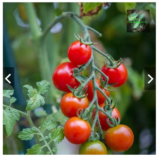 Hạt giống Cà Chua Bi cherry, đóng gói 0.1gr