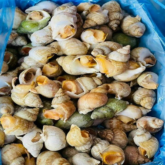 Ốc bulot đại