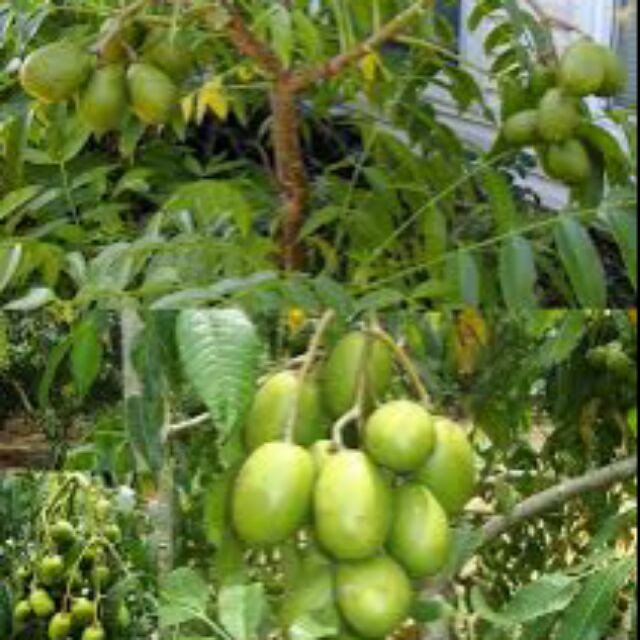 Cây cóc Thái giống, cam kết hàng đúng mô tả, chất lượng vượt trội, đảm bảo an toàn tuyệt đối cho sản phẩm của quý khách